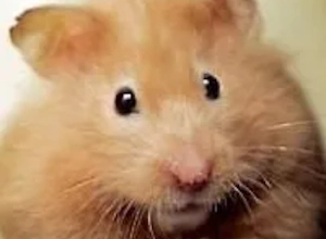 jacklehamster