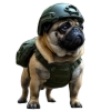 Pug War Shooter